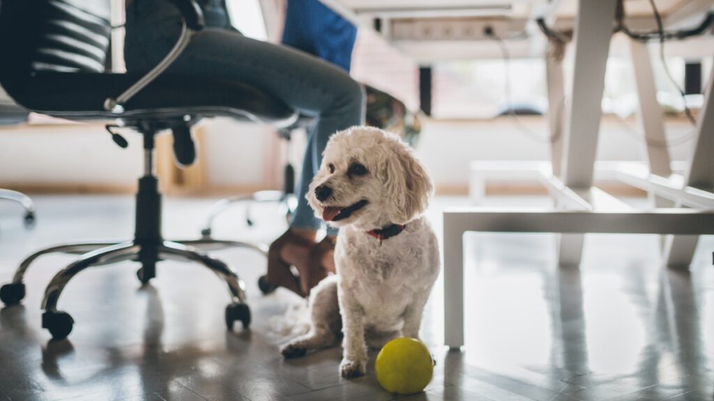 Día Mundial de llevar al Perro al Trabajo en Hermosillo: ve reglas