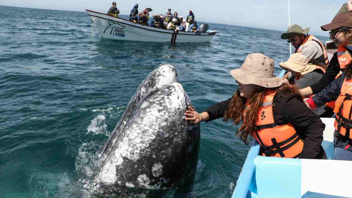Día Mundial de los Océanos: especies marinas en peligro de extinción y protegidas en México