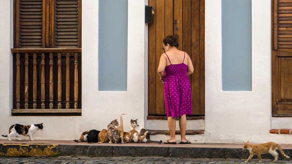 Gatos del Viejo San Juan, Puerto Rico, en riesgo de ser expulsados