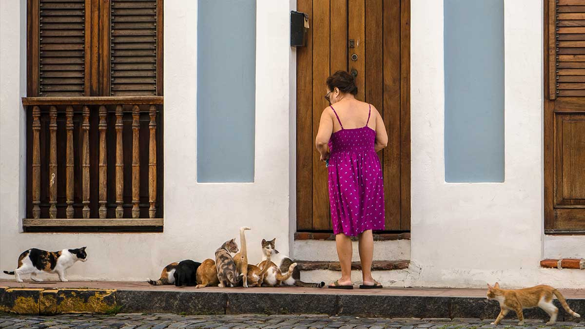 Gatos callejeros son expulsados del Viejo San Juan, Puerto Rico; se presume que sería por quejas de inversionistas