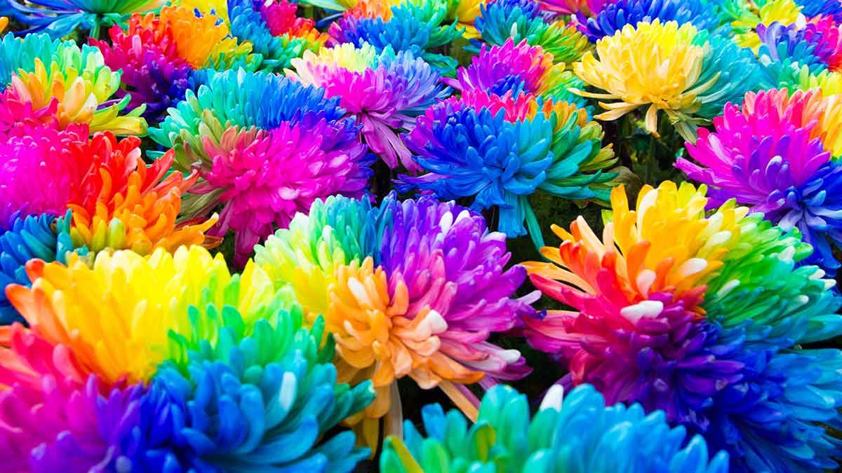 Flores que cambian de color