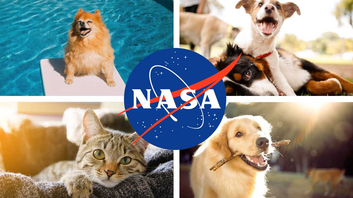 Fotos de mascotas viajan al espacio con el nuevo sistema láser de la NASA 