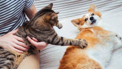 ¡Masaje incluido! Gatito brinda masaje a perrito atendido por su humano veterinario