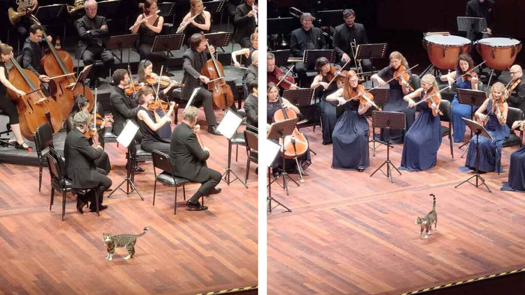 Gatito incursiona como maestro de orquesta en pleno concierto al irrumpir en el escenario