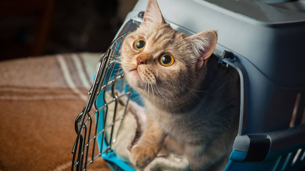 Gatito se escabulle en transportadoras para lograr ser adoptado
