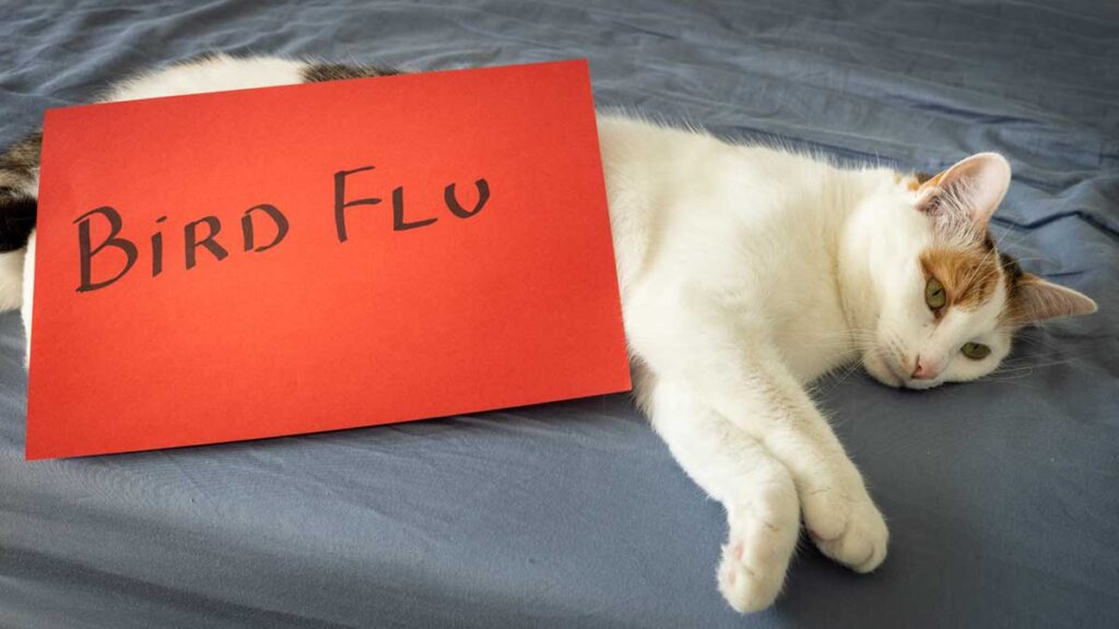 gripe aviar animales