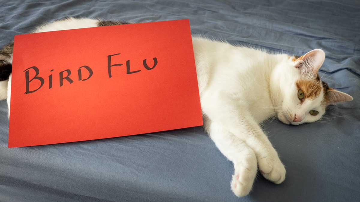 La gripe aviar sí puede infectar a los gatos, perros y otros animales