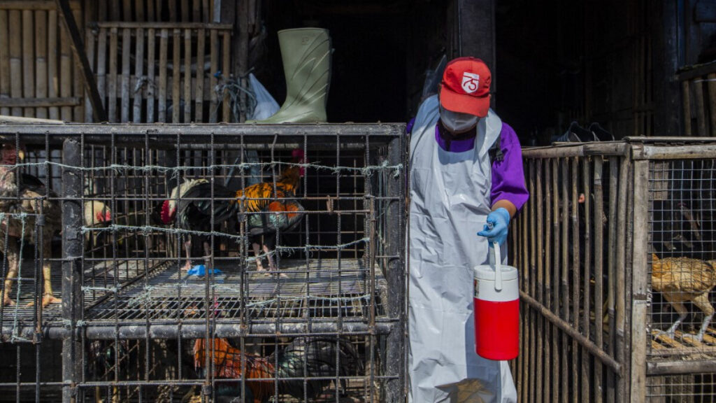 La OMS responde a las preguntas comunes sobre la gripe aviar H5N2