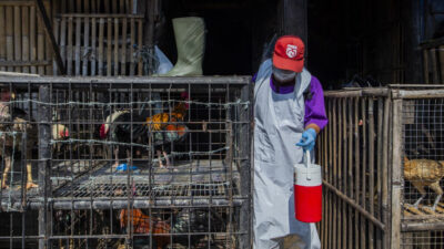 La OMS responde a las preguntas comunes sobre la gripe aviar H5N2