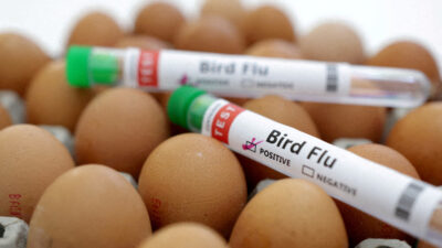 OMS: muerte de paciente en México “no es atribuible” a la gripe aviar