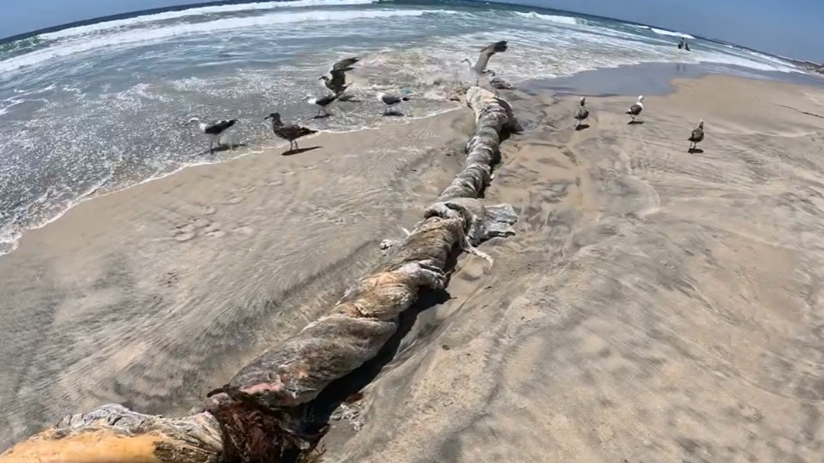 ¿Es o no es? Mar arroja restos de supuesta ballena en playas de Tijuana