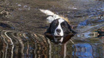 Hombre lanza a su perro al agua y pelea con sus vecinos para evitar que lo rescaten