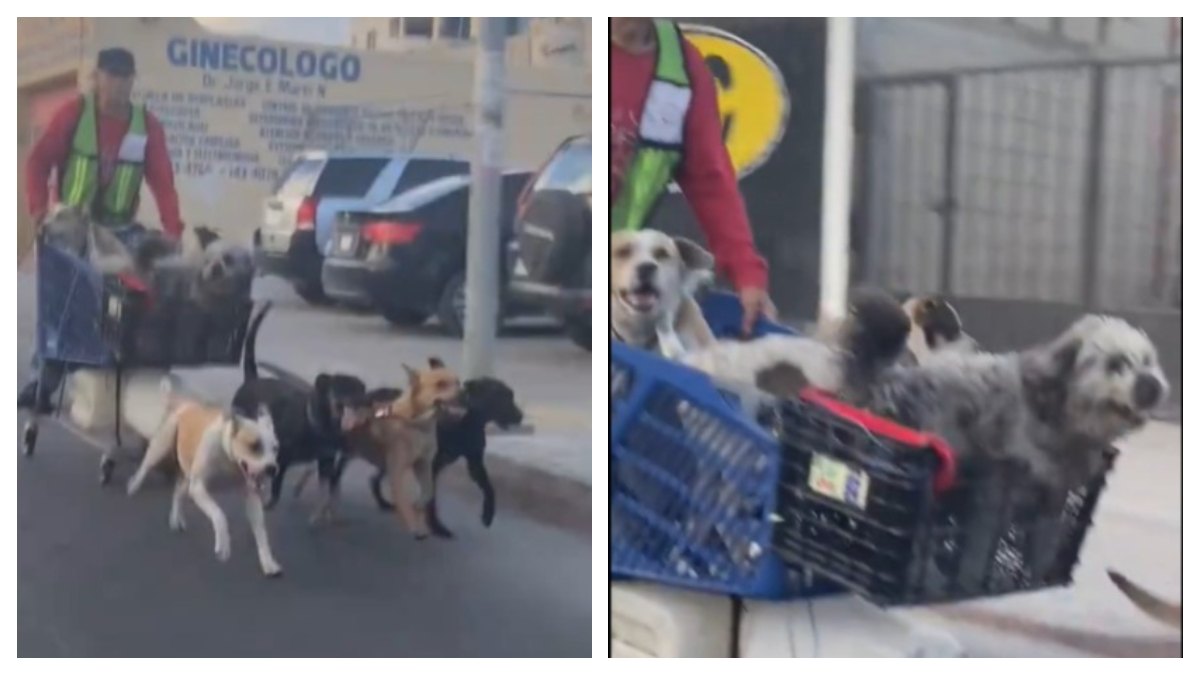 Andan a pie porque quieren: captan a hombre paseando en “trineo” jalado por perros