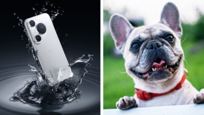 Manda la foto de tu mascota y concursa por un Huawei Pura 70