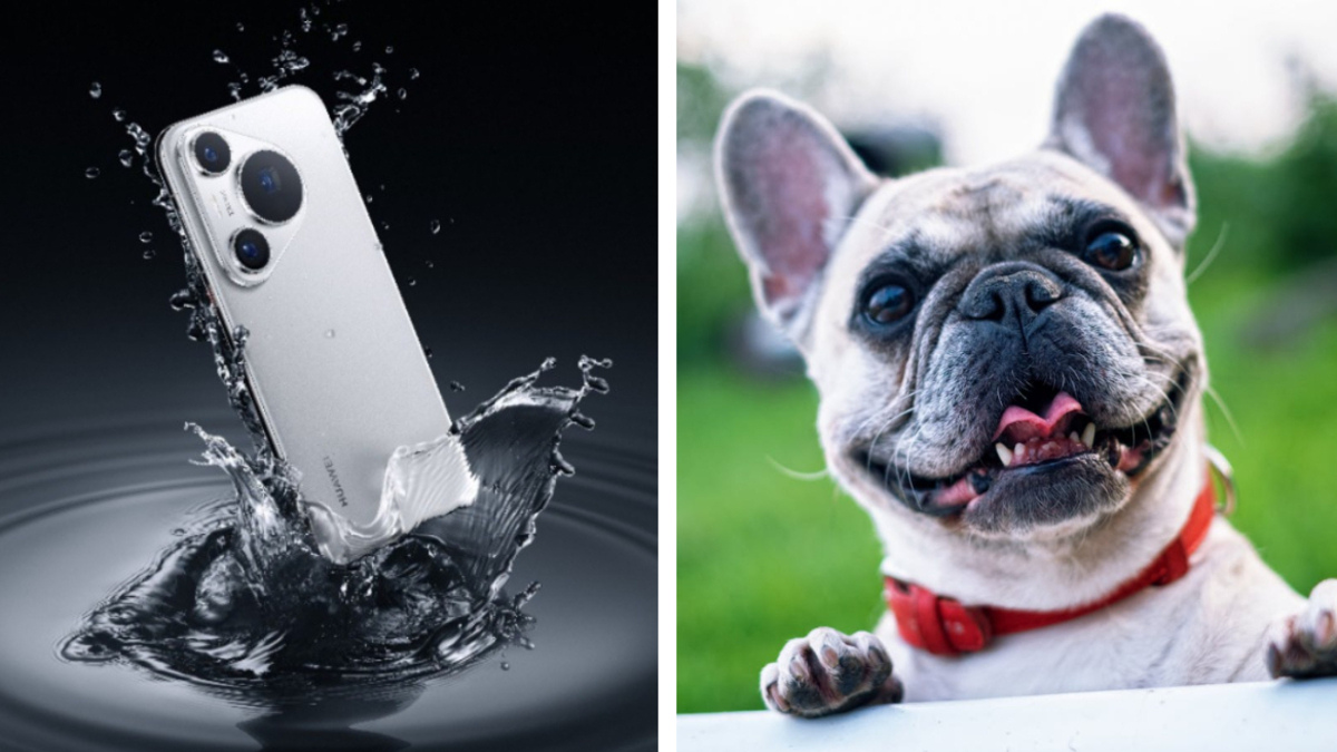 Huawei lanza concurso de fotos de mascotas… ¡te puedes ganar un celular!