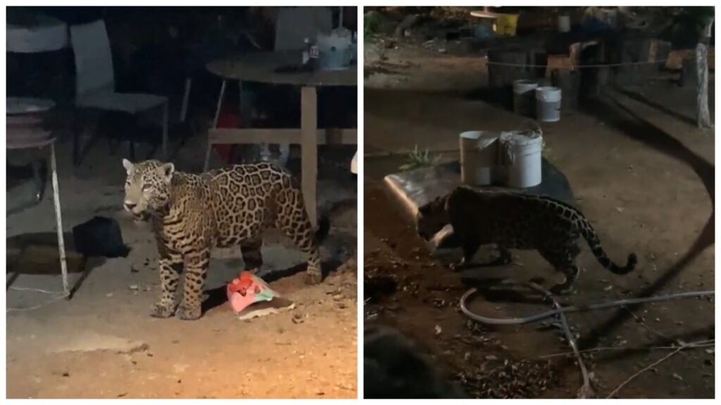 En busca de alimento y agua: captan a jaguar en patio de casa en Cancún