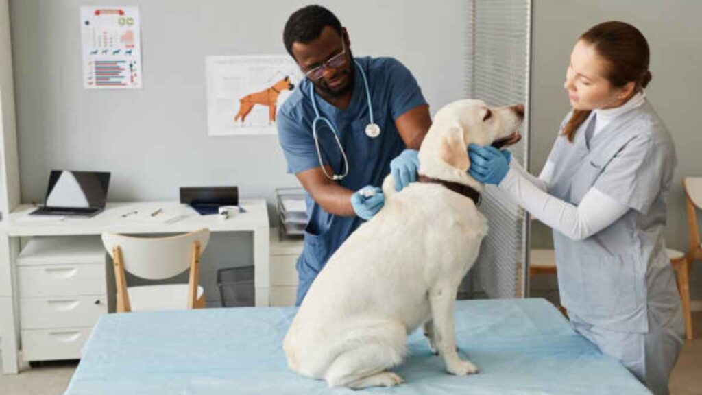 Trabajadores sociales veterinarios: qué son y qué hacen