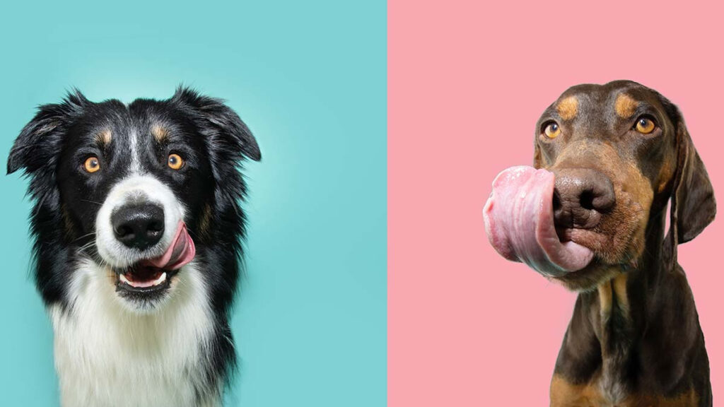 Fotógrafo que retrata a perros atrapando golosinas