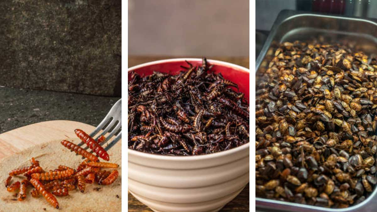 Los mejores platillos mexicanos hechos con insectos, según Taste Atlas