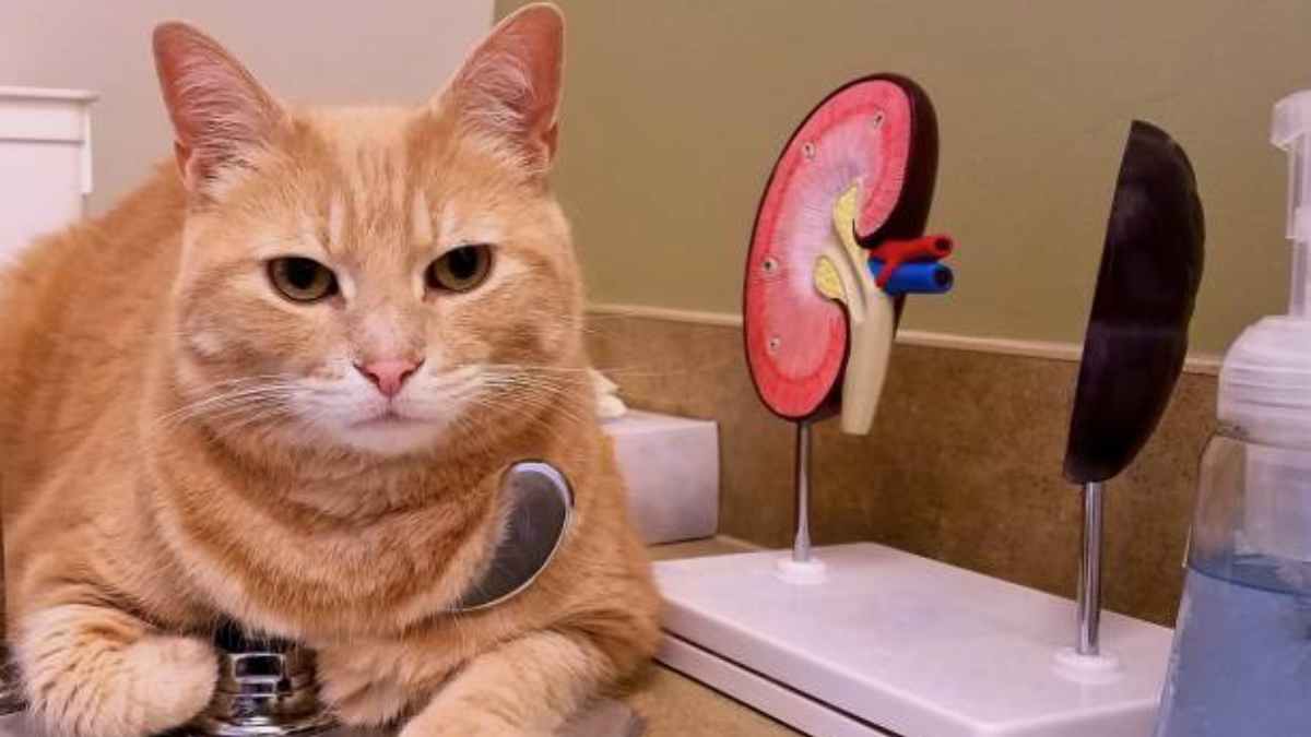 Trasplante de riñón en gatos, una alternativa que quizás no conocías