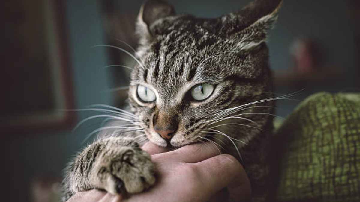 10 señales de que tu gato quiere atención
