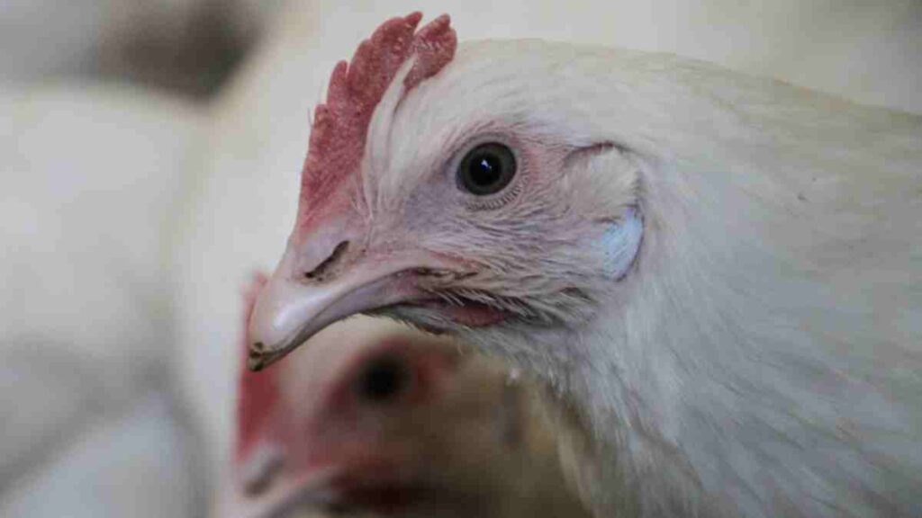 La OMS reportó un caso fatal de gripe aviar A(H5N2) en México