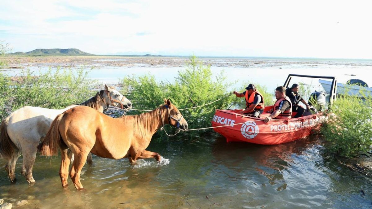 Rescatan, al menos, 30 caballos atrapados en la presa de Cerro Prieto tras lluvias de Alberto