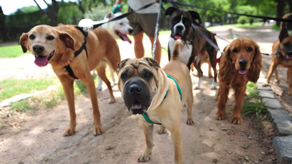 PASEADORES DE PERROS CDMX