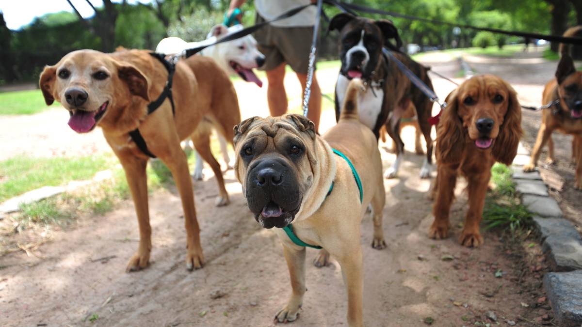 ¡Lomitos seguros! Crea Sedema padrón de paseadores de perros en CDMX