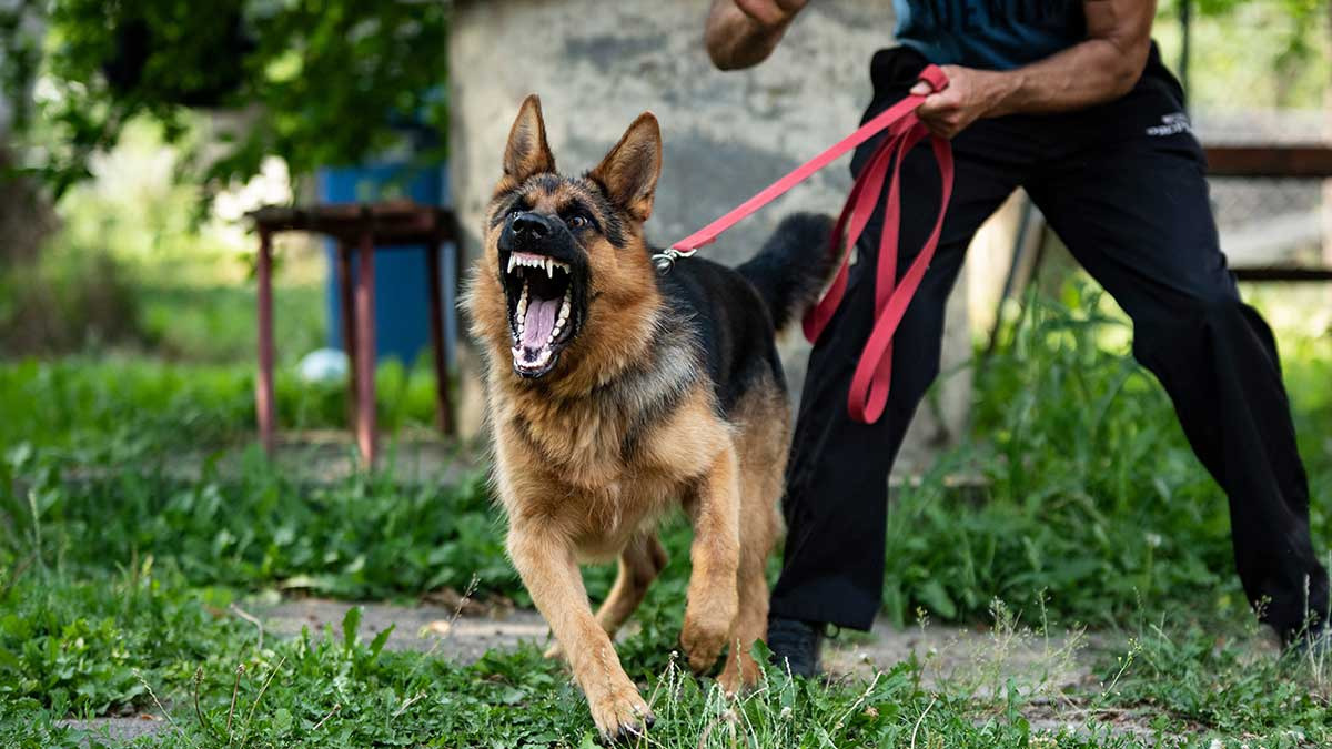 ¿Cuál es la multa si tu perro ataca o muerde a una persona en la calle?
