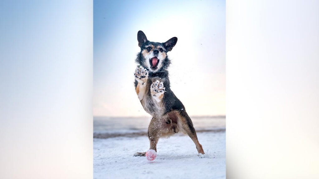 Perrito baila como Shakira y sus caderas no mienten