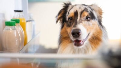 Perrito meterse al refrigerador calor 