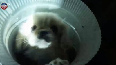 Rescatan a perro atrapado por tres horas en el ducto de ventilación de una casa