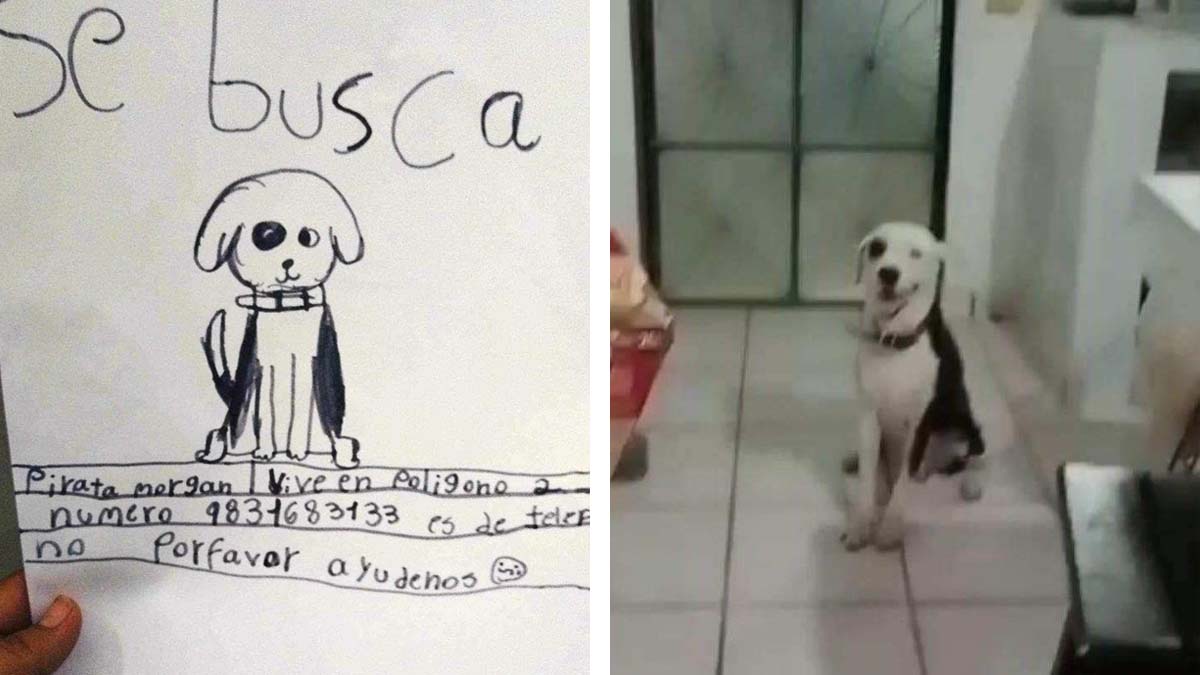¡Final feliz! Encuentran a perro en Chetumal gracias a un cartel que dibujó una niña