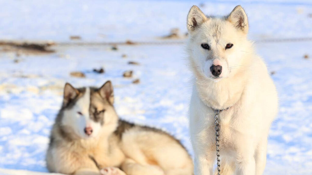 Perro de Groenlandia, una raza antigua en peligro de extinción