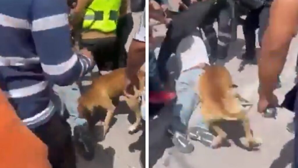 En redes sociales circula un video que muestra cómo vecinos del municipio mexiquense de Tecamac, agarraron a un ladrón dentro de una casa y entre todos lo comenzaron a golpear.