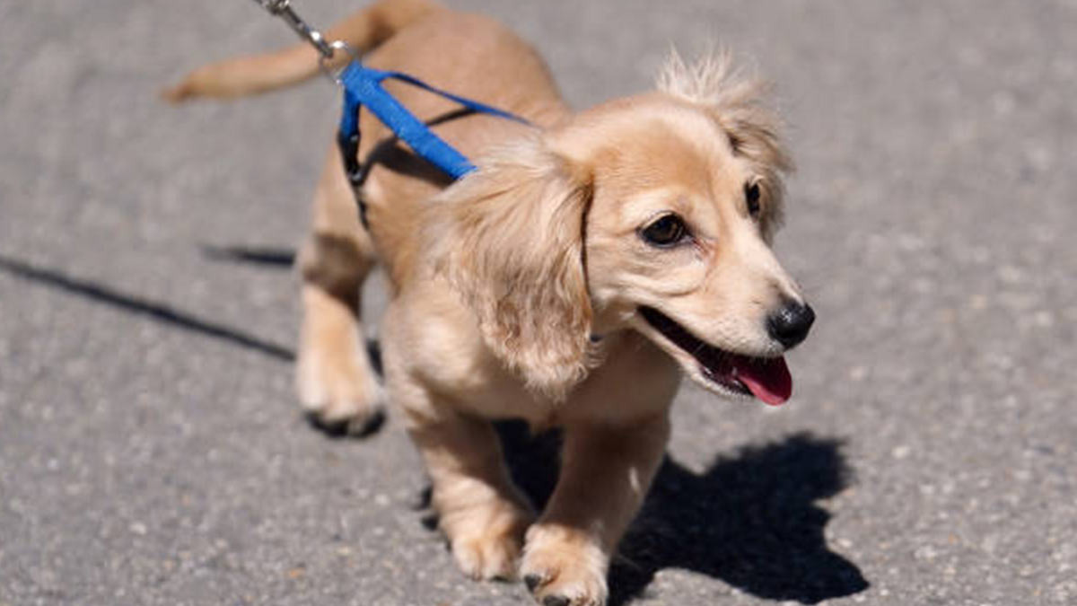 Charles Leclerc presenta a su perro Leo Leclerc y ya es toda una ...