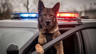 Perro policía es sujeto de investigación de asuntos internos por dar mordidas