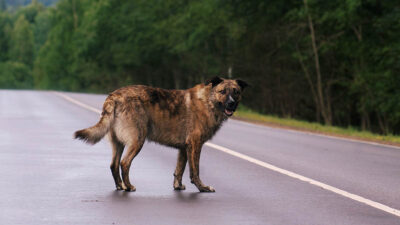 Perro salva la vida de su humano al recorrer 6 km para avisar que había caído en un barranco