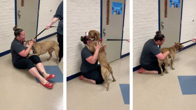 Emotivo momento en el que un perro se reúne con su dueña después de estar perdido por dos años