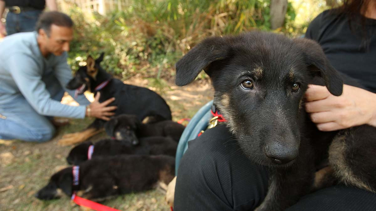Clínica en Marbella, España, clona perros por 55 mil euros