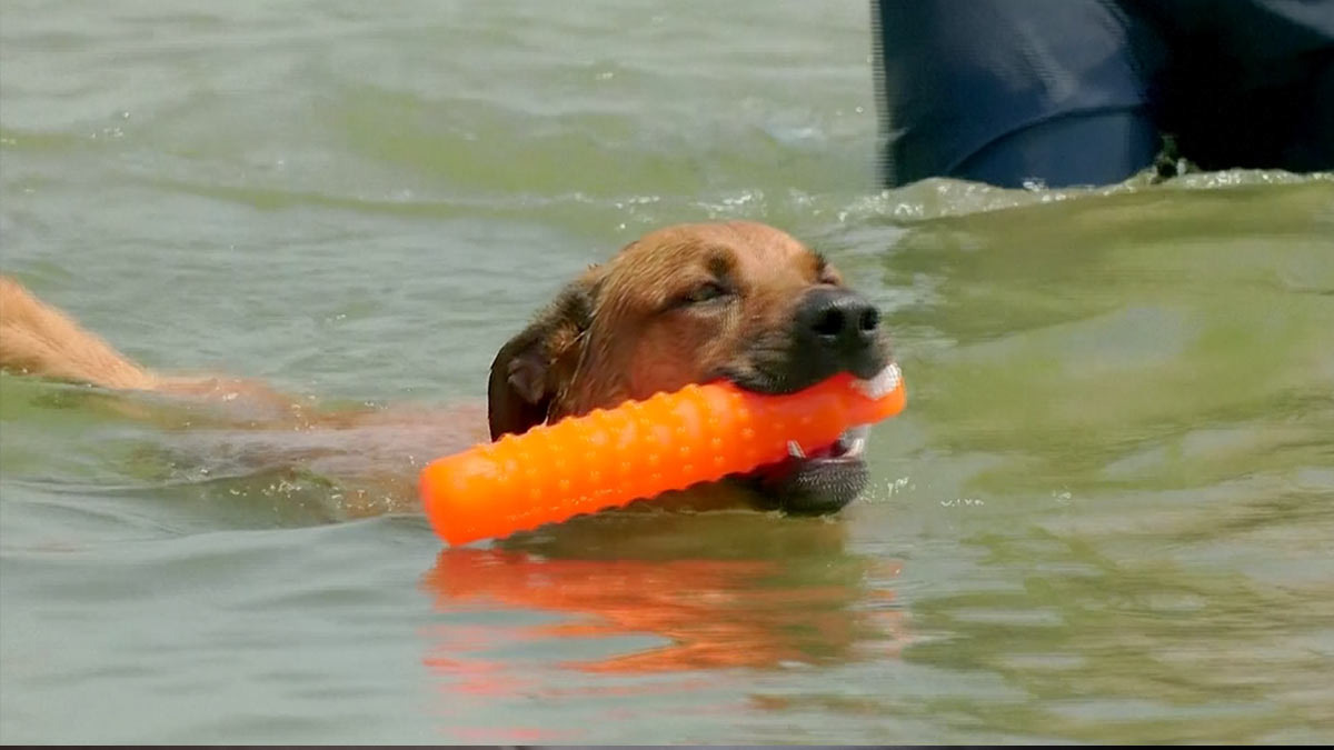 ¡Lomitos al agua! Perros inundan las playas de Chicago por el intenso calor