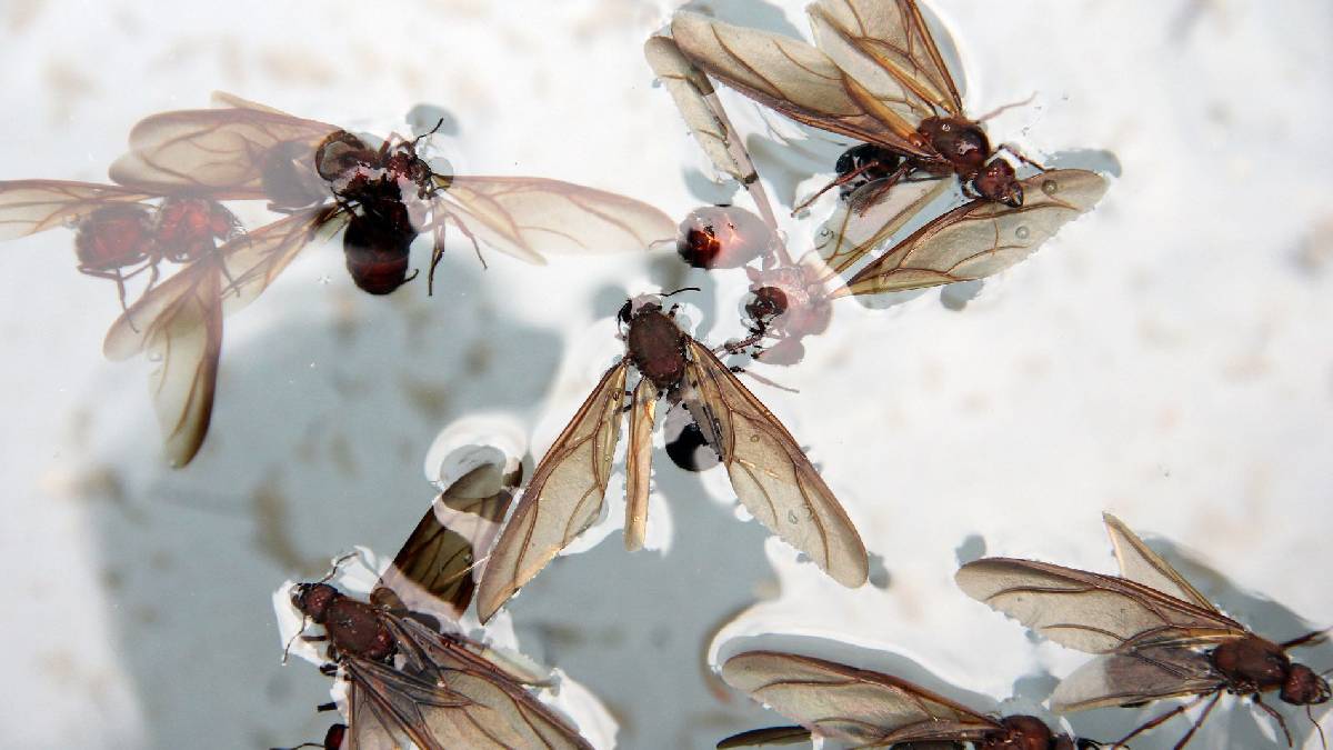 Hormigas chicatanas: de dónde son y por qué se consideran un plato gourmet