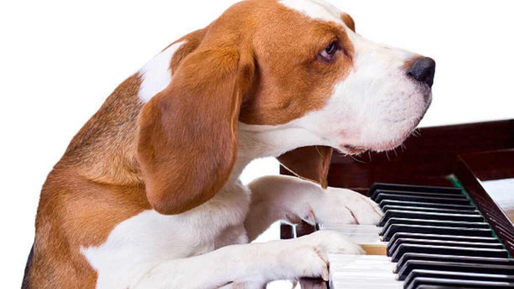 Muere Buddy Mercury, el perro pianista