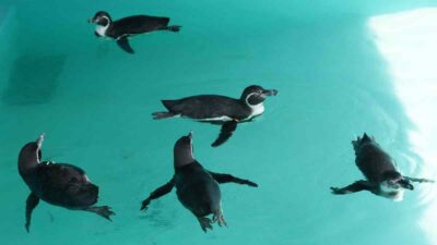 Pinguinos De Humbolt Zoologico De Chapultepec