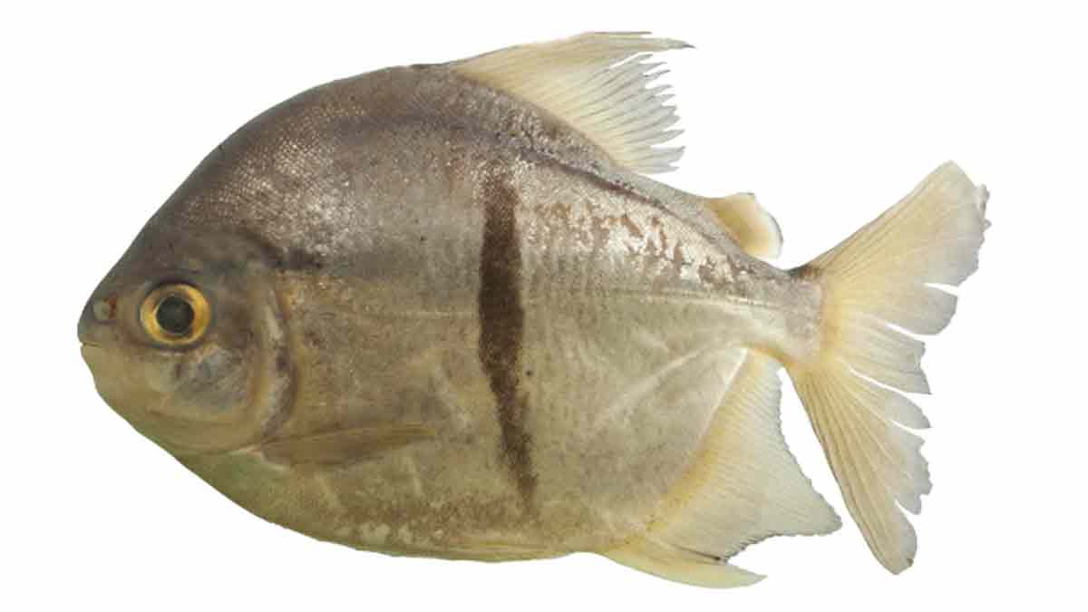 Piraña Sauron, nombran nueva especie de pez como el villano de 