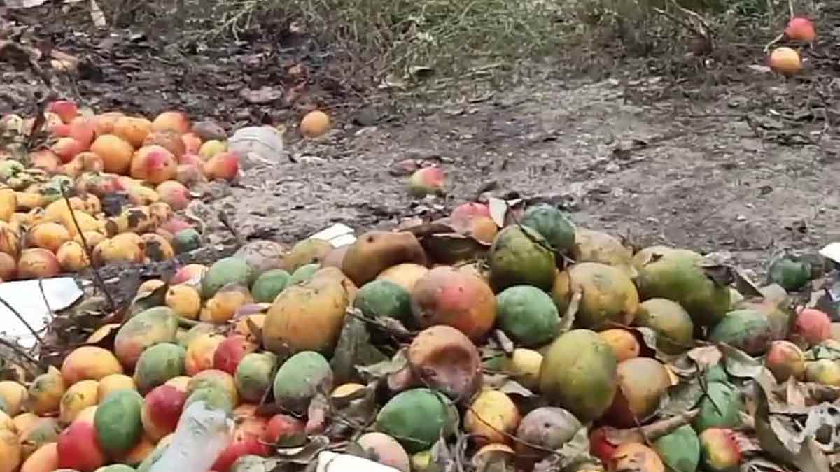 Productores de mango reportan pérdidas millonarias