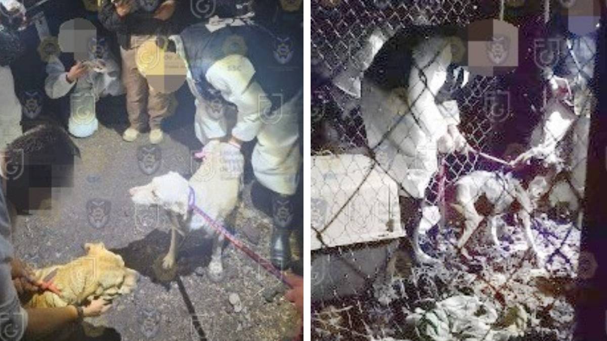Rescatan a 46 perritos en un operativo en Topilejo; los tenían en condiciones inhumanas