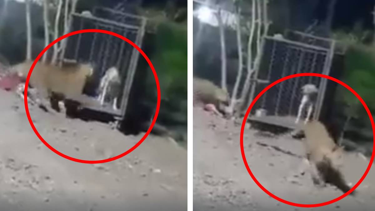 ¡Falso como las promesas de tu ex! Video de jaguares atacando a perro no ocurrió en Cancún