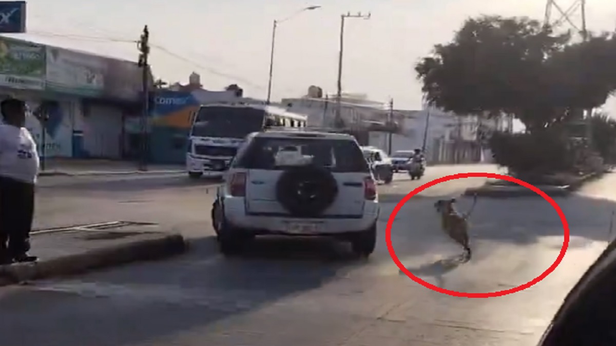 Perrito corre detrás de camioneta que presuntamente lo abandonó en Puebla